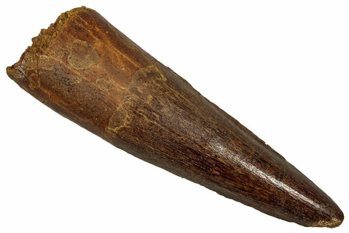 Fossil Spinosaurus Tooth - Real Dinosaur Tooth #340339